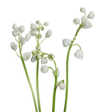 Vadinin güzel zambakları beyaz arka planda