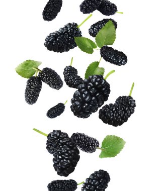 Fresh ripe black mulberries and green leaves falling on white background clipart