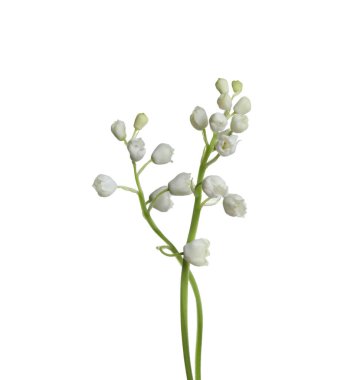 Vadinin güzel zambakları beyaz arka planda