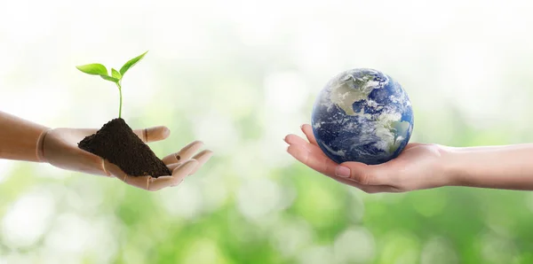地球を緑にする 地球を持つ女性 背景をぼかした木製の手のモデルで苗と土壌 — ストック写真