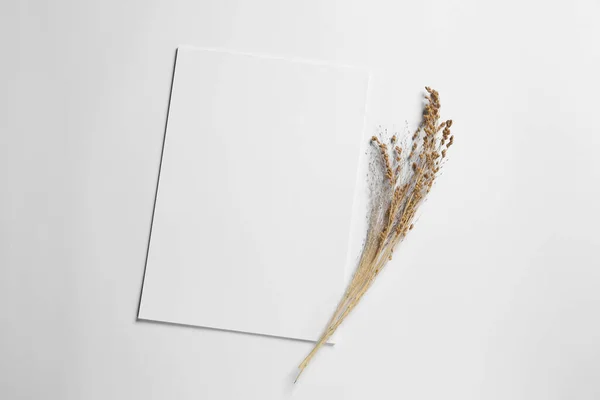 Foglio Vuoto Carta Punte Decorative Asciutte Sfondo Bianco Posa Piatta — Foto Stock