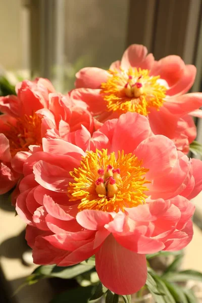 Belles Fleurs Pivoine Rose Sur Rebord Fenêtre Intérieur Gros Plan — Photo