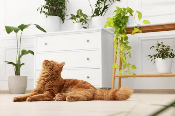 Χαριτωμένο Κόκκινο Γάτα Στο Πάτωμα Στο Σπίτι — Φωτογραφία Αρχείου
