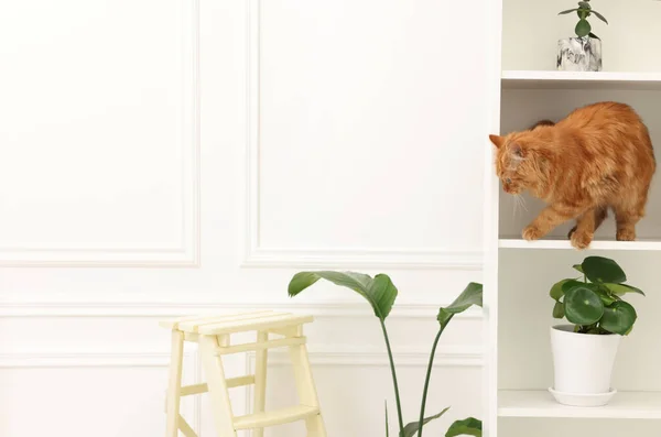 Schattige Kat Buurt Van Groene Kamerplanten Witte Planken Thuis Ruimte — Stockfoto