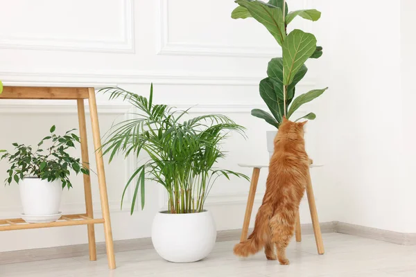 Adorable Gato Cerca Verde Houseplants Casa — Foto de Stock
