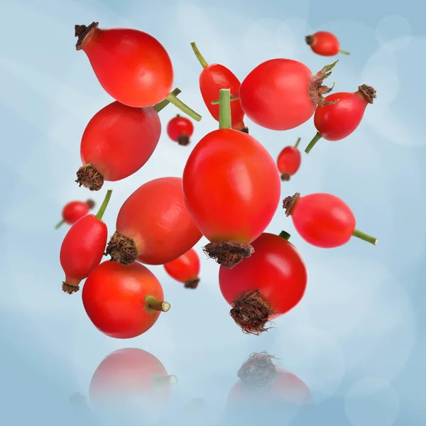 stock image Ripe rose hip berries falling on light blue background