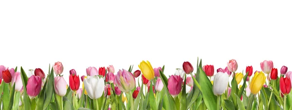 Molti Bei Tulipani Sfondo Bianco Banner Design — Foto Stock