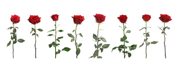 Conjunto Hermosas Rosas Rojas Sobre Fondo Blanco — Foto de Stock