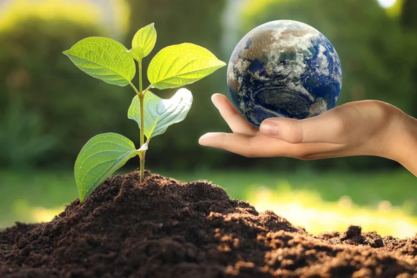 Make Earth green. Woman holding globe near seedling outdoors, closeup