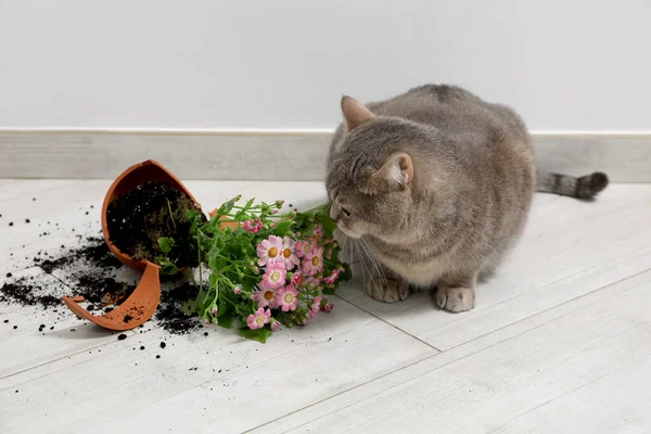 stock image Cute cat and broken flower pot with cineraria plant on floor indoors