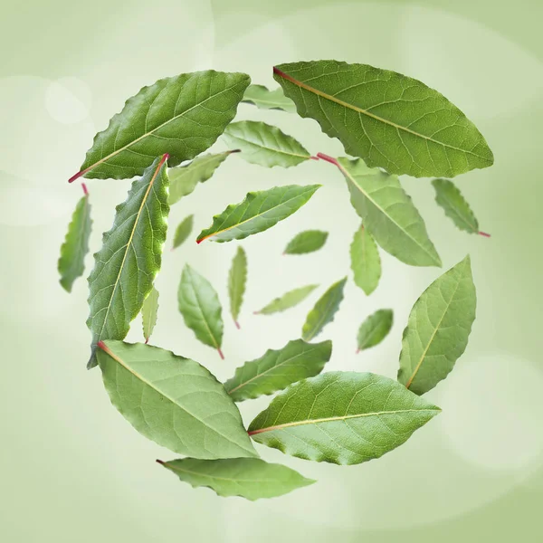 Čerstvé Bobkový Listy Víří Světle Zeleném Pozadí — Stock fotografie