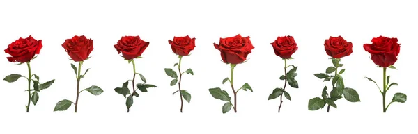 Set Bellissime Rose Rosse Sfondo Bianco — Foto Stock