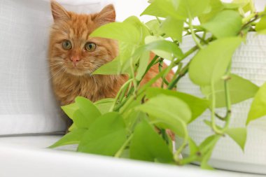 Evdeki beyaz masada yeşil çiçeklerin yanında sevimli bir kedi var.