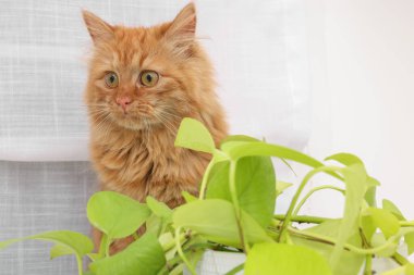 Evdeki yeşil bitkinin yanında sevimli bir kedi.