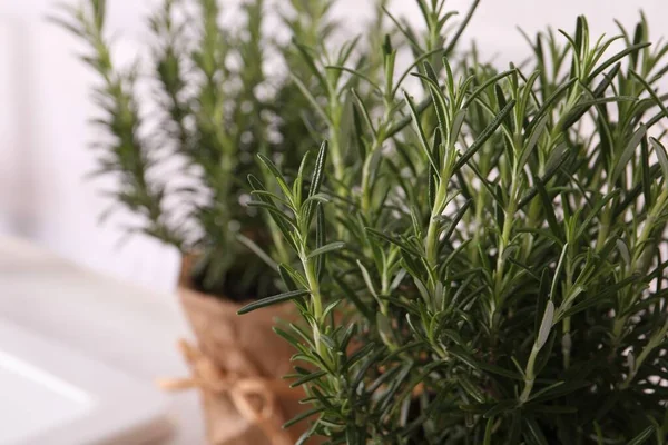 stock image Aromatic green rosemary on white background, closeup