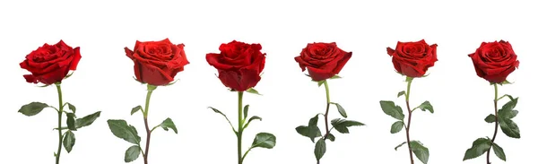 Beyaz Arkaplanda Güzel Kırmızı Güller — Stok fotoğraf
