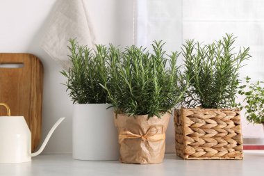 Aromatik yeşil biberiye beyaz masada çömlek içinde