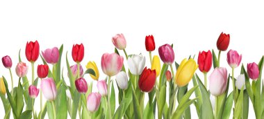 Beyaz arka planda birçok güzel lale, afiş tasarımı