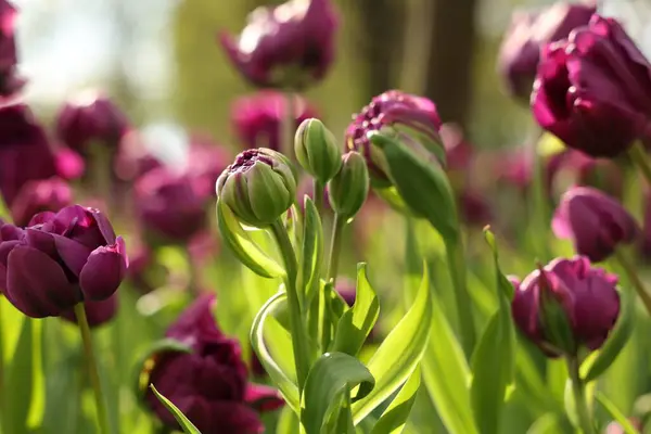 Belles Tulipes Colorées Poussant Dans Lit Fleurs Gros Plan — Photo
