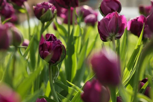 Belles Tulipes Colorées Poussant Dans Lit Fleurs Foyer Sélectif — Photo