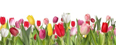 Beyaz arka planda birçok güzel lale, afiş tasarımı