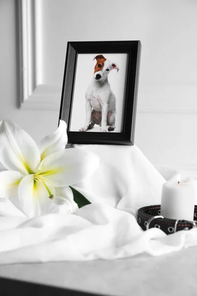Frame with picture of dog, collar, burning candle and lily flower on white cloth, closeup. Pet funeral