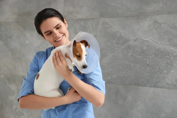 獣医とかわいいジャックラッセルテリア犬は灰色の壁の近くに医療用プラスチック製の襟を身に着けている — ストック写真