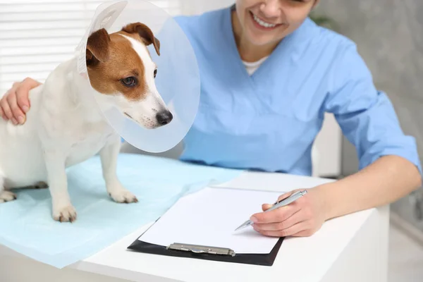 Veterinário Bonito Jack Russell Terrier Cão Vestindo Colar Plástico Médico — Fotografia de Stock