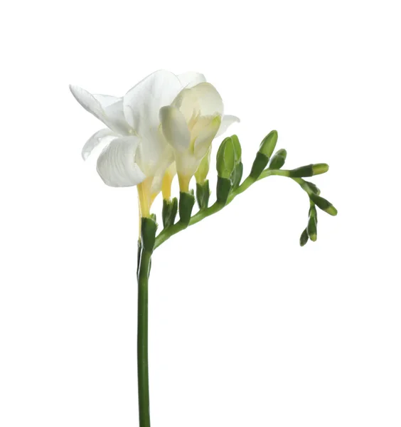 Vacker Fresia Blomma Med Mjuka Kronblad Isolerade Vit — Stockfoto