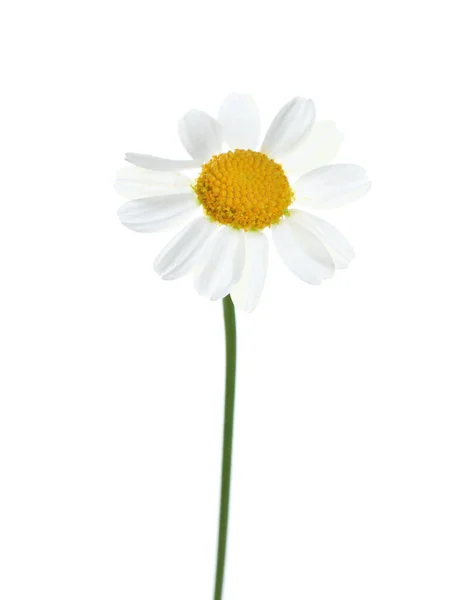 Красивый Нежный Цветок Ромашки Изолирован Белом — стоковое фото