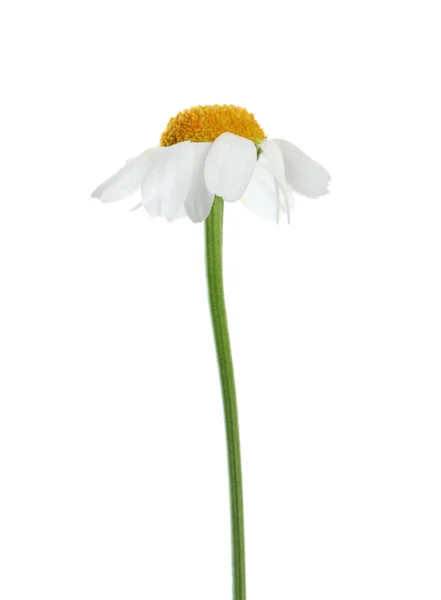 Όμορφο Τρυφερό Λουλούδι Χαμομηλιού Απομονωμένο Λευκό — Φωτογραφία Αρχείου