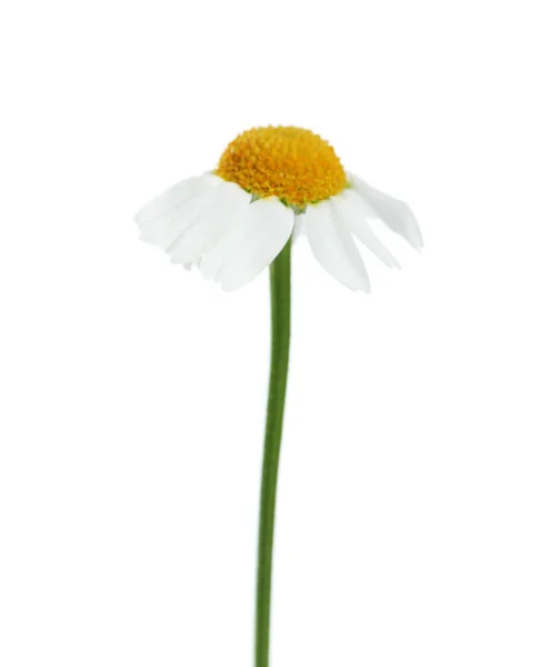 Belle Fleur Tendre Camomille Isolée Sur Blanc — Photo