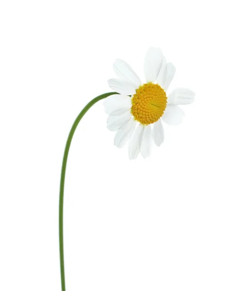 Όμορφο Τρυφερό Λουλούδι Χαμομηλιού Απομονωμένο Λευκό — Φωτογραφία Αρχείου
