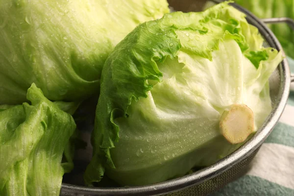 新鲜绿色清洁的冰山生菜头和叶子在香菜 特写镜头 — 图库照片