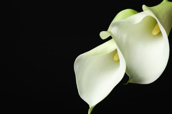 Beautiful calla lily flowers on black background, closeup. Space for text