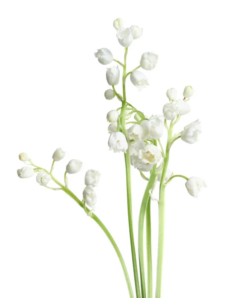 Piękna Lilia Doliny Kwiaty Białym Tle — Zdjęcie stockowe