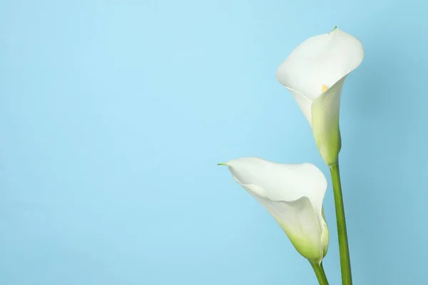 Mooie Calla Lelie Bloemen Lichtblauwe Achtergrond Ruimte Voor Tekst — Stockfoto
