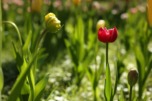 Красивые Яркие Тюльпаны Растут Открытом Воздухе Солнечный День Крупным Планом — стоковое фото