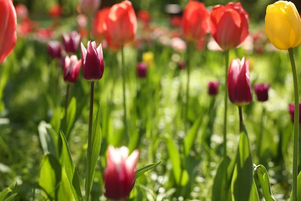 Piękne Jasne Tulipany Rosnące Zewnątrz Słoneczny Dzień Zbliżenie — Zdjęcie stockowe