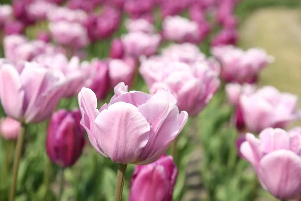 Mooie Tulp Bloemen Groeien Het Veld Close — Stockfoto