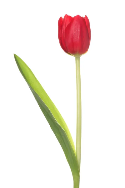 Indah Bunga Tulip Merah Terisolasi Pada Putih — Stok Foto