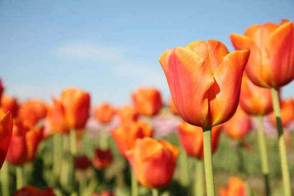 Piękne Czerwone Kwiaty Tulipan Rośnie Polu Słoneczny Dzień Zbliżenie Miejsce — Zdjęcie stockowe