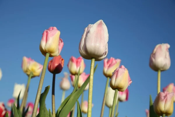 Belles Fleurs Tulipes Roses Contre Ciel Bleu Vue Angle Bas — Photo