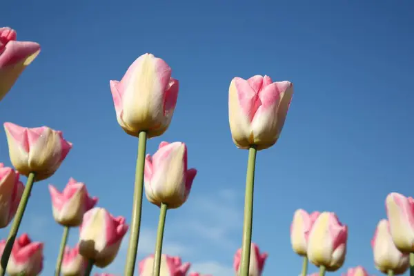 Gyönyörű Rózsaszín Tulipán Virágok Ellen Kék Alacsony Szög Kilátás — Stock Fotó