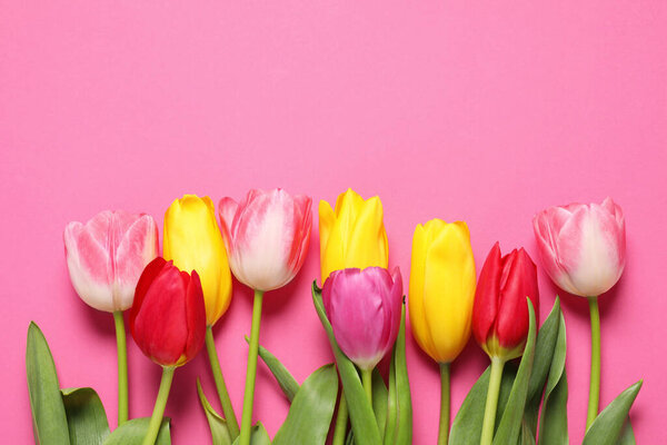 Beautiful colorful tulips on pink background, flat lay. Space for text