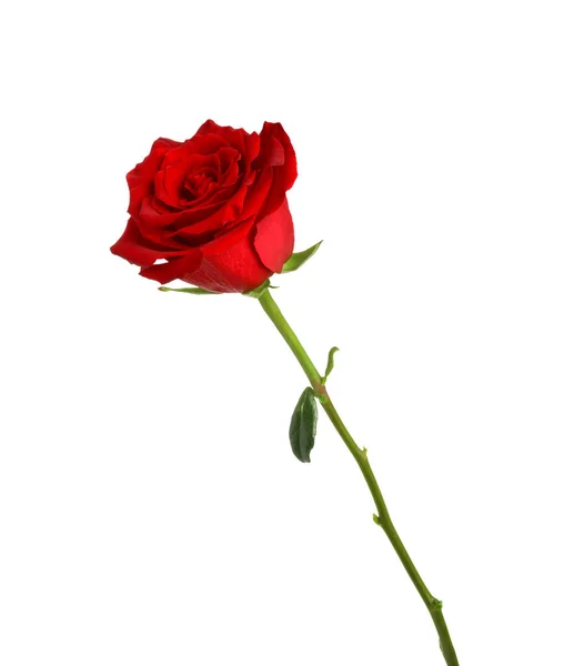 Bella Rosa Rossa Fresca Isolata Bianco — Foto Stock