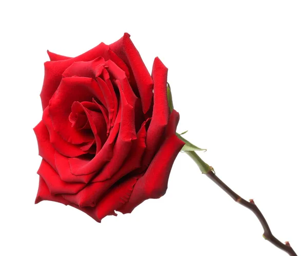 Hermosa Rosa Roja Fresca Aislada Blanco —  Fotos de Stock