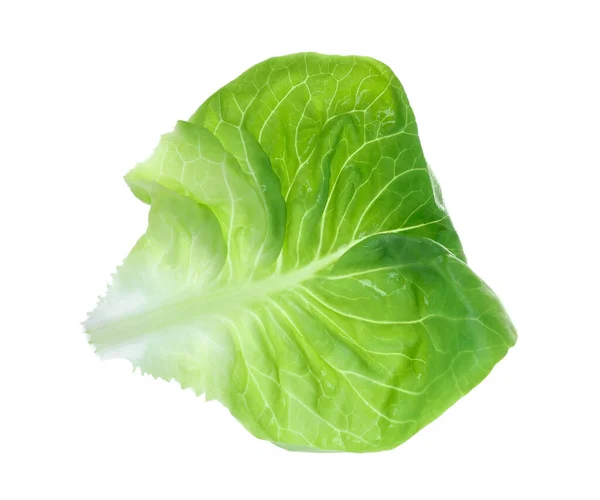 Friss Zöld Vaj Saláta Levél Izolált Fehér — Stock Fotó