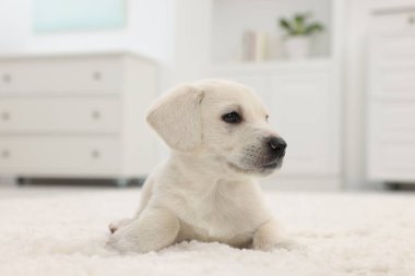 Evdeki beyaz halıya uzanmış şirin bir köpek yavrusu.