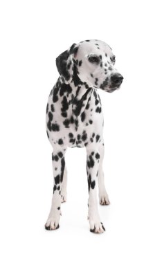 Adorable Dalmatian dog on white background. Lovely pet
